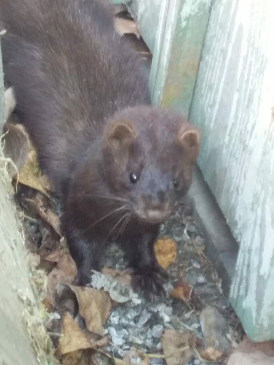 Будто чайку давят». Во дворе амурчанки поселилась норка (фото, видео) ▸  Amur.Life