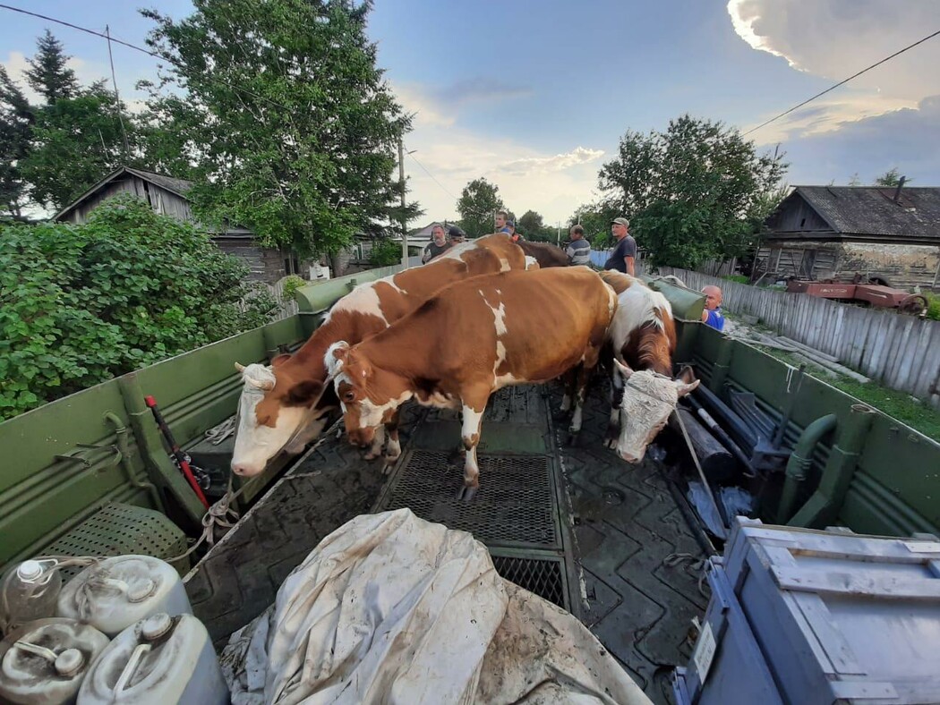 В селах Игнатьево и Марково затоплены десятки жилых домов. Там эвакуируют  людей и скот | 25.06.2021 | Благовещенск - БезФормата