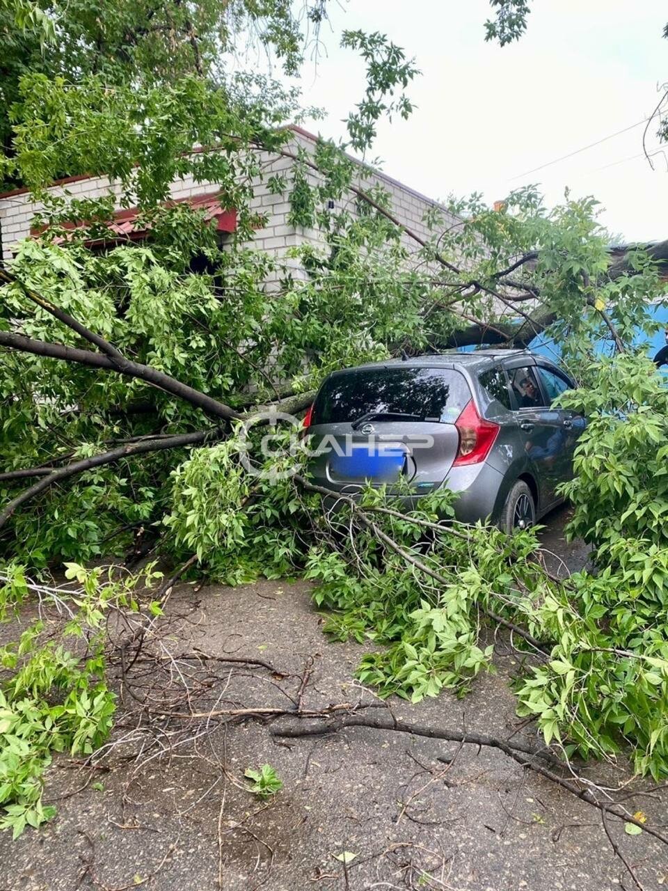 После шквала дерево упало на автомобиль во дворе Благовещенска (фото) ▸  Amur.Life