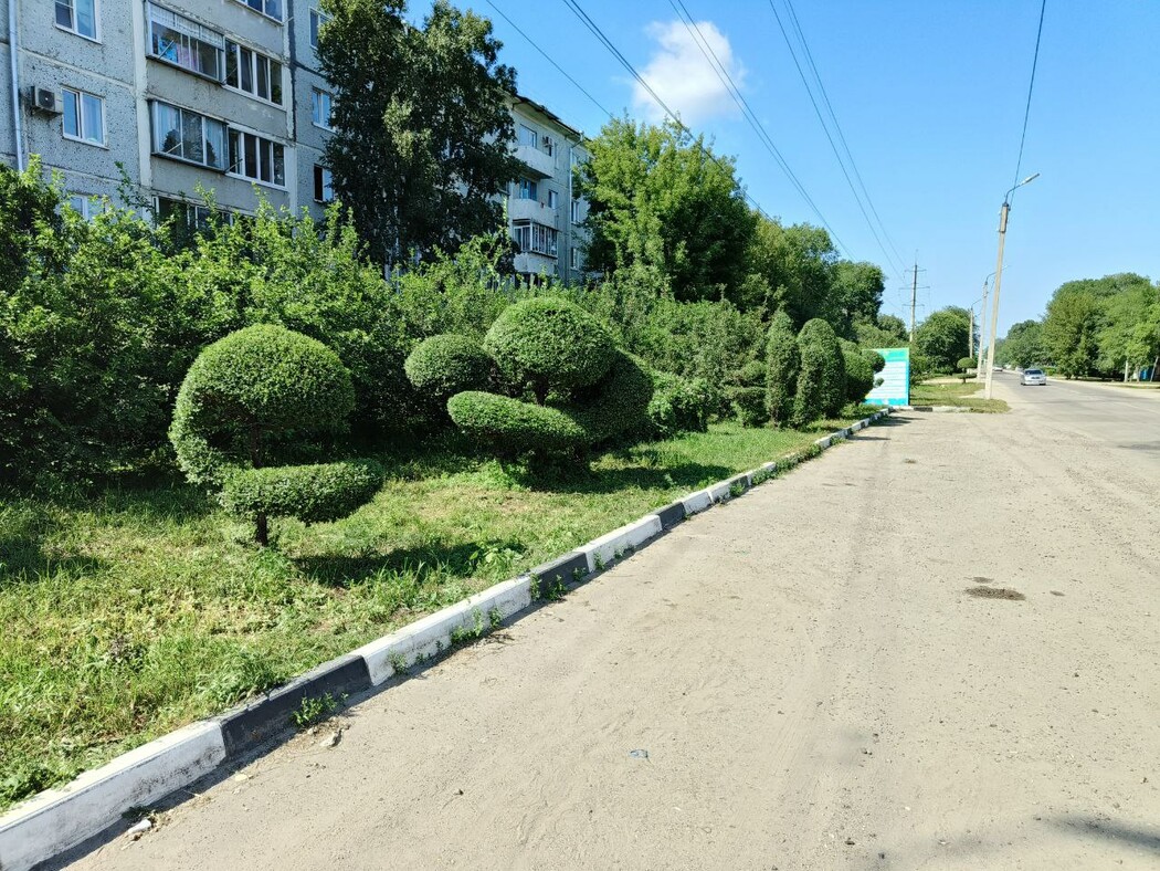 Житель Благовещенска создает удивительные фигуры из крон деревьев ▸  Amur.Life