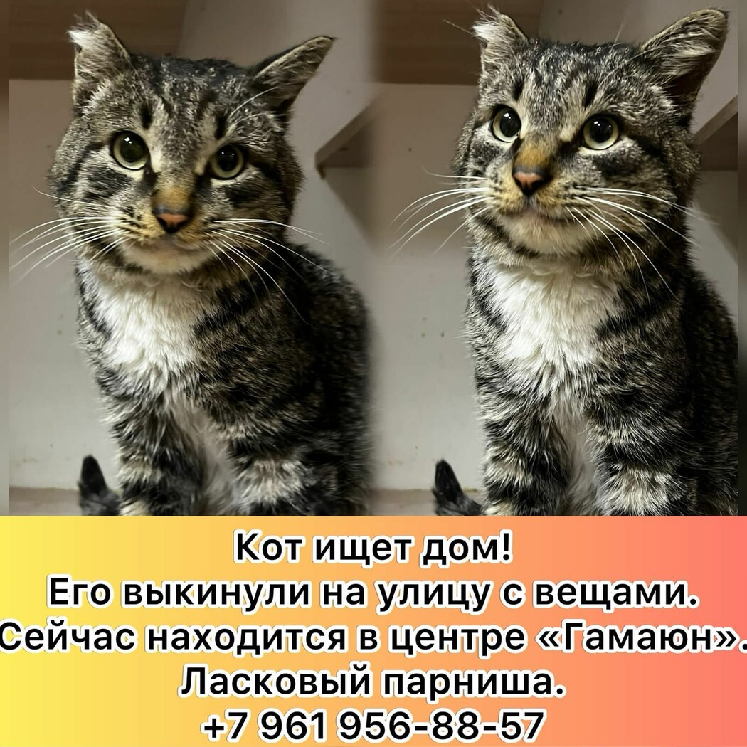 Выбросили вместе с вещами: в центре Благовещенска спасли кота, которого « выселили» вместе с домом ▸ Amur.Life