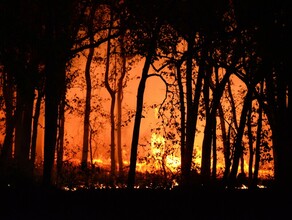 За сутки в Амурской области ликвидировали 5 палов