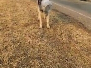 В Тамбовском районе у дороги бегает собака с банкой на голове видео