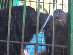 Медведей из благовещенского зоосада перевезут в новое место видео