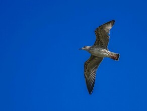 В Благовещенске усилится ветер на дорогах  гололедица 