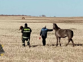 В Благовещенском районе пожарные спасли новорожденного жеребенка родившегося в канаве с водой