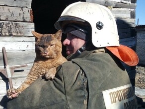 Амурские спасатели во время пожара выручили из беды кота