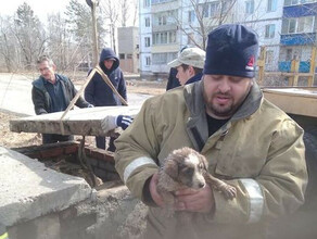 В Магдагачи спасатели демонтировали колодец чтобы достать из теплотрассы щенка 