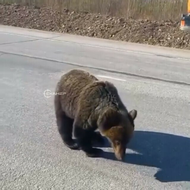 На дороге в Приамурье люди подпустили к себе близко медведя и накормили его бутербродом с сыром и колбасой видео