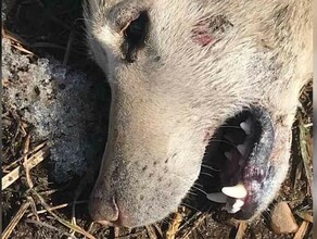 В двух селах Амурской области сняли карантин по бешенству 