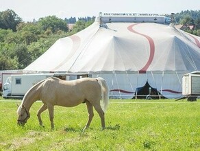 В Белогорске выросла заболеваемость коронавирусом Запрещены гастроли цирка