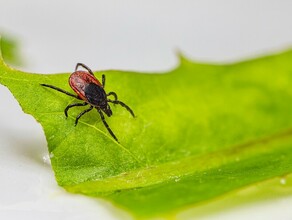 Больше ста амурчан пострадали от укусов клещей за неделю в том числе от энцефалитных и с боррелиозом 