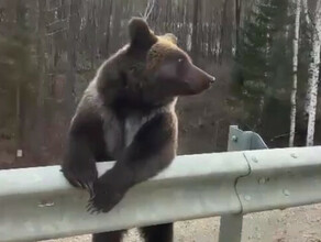 Амурские хомяки в Тындинском районе вновь заметили медведя видео