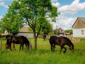 Приамурье не попало в число регионов где востребован дальневосточный гектар 