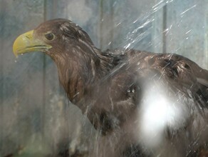 Кеша иди купаться В благовещенском зоопарке купают и выгуливают животных спасая их от невыносимой жары видео