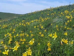 Замгубернатора Забайкалья оштрафовали за фотографию с цветами