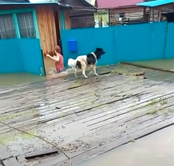 В уходящем под воду поселке Новобурейский началась эвакуация видео