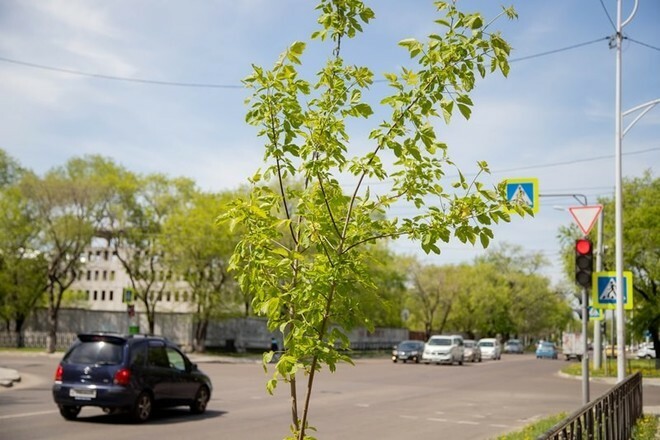 Недовольны вырубкой деревьев и клумбами благовещенцы высказались по поводу проекта озеленения города