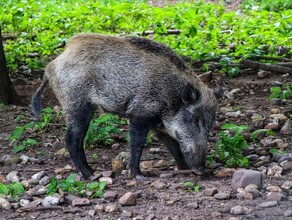 Новые случаи АЧС опасный вирус в Приамурье принесли дикие кабаны 