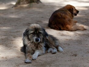 В Белогорске жителям будут платить деньги за пойманных бездомных собак