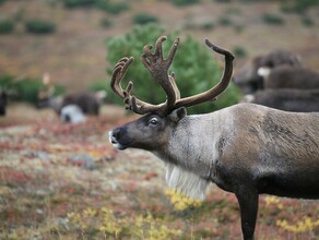 Амурским охотникам разрешили добыть тысячу северных оленей 