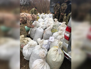 Наркотуризм хабаровчане приехали в Амурскую область за коноплей и насобирали четверть тонны