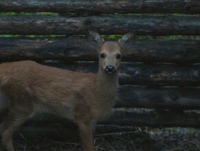 Полуторамесячного косуленка Кнопу воспитывают амурские охотоведы видео