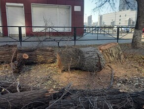 Пилят Шура пилят Благовещенцы сомневаются в адекватной замене деревьев спиленных на улице Ленина