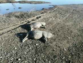 Специалисты выяснили есть ли АЧС у свиней найденных на берегу Зеи 