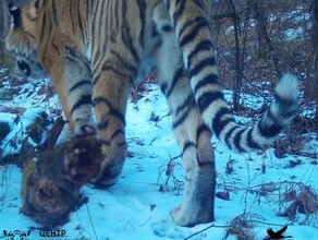 В Амурской области рядом с тигрицей Еленой обосновался хищный жених фото