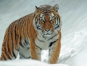 В Приамурье увидели следы тигра еще одного якобы сняли на видео в районе Тыгды Что говорят специалисты