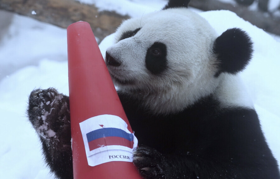 Панды Жуи и Диндин выбрали победителей Олимпийских игр в Пекине фото