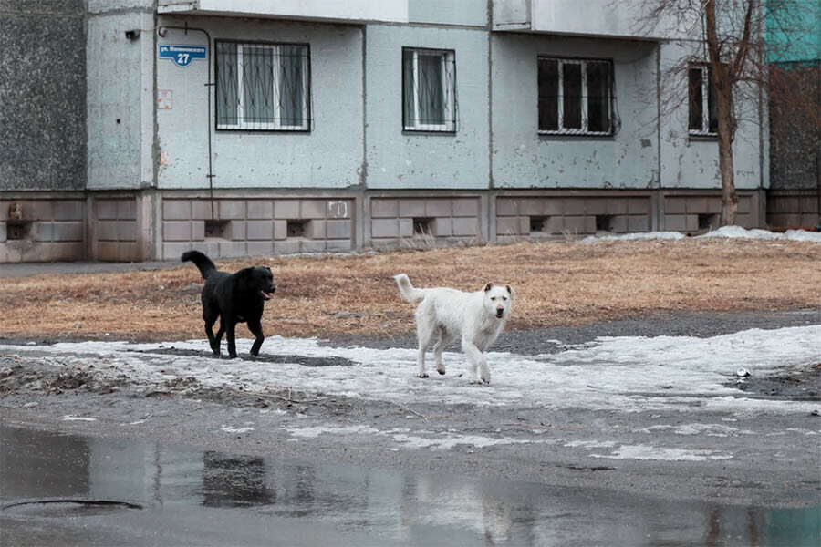 Мужчину заподозрили в педофилии а он спасал девочку от своры собак