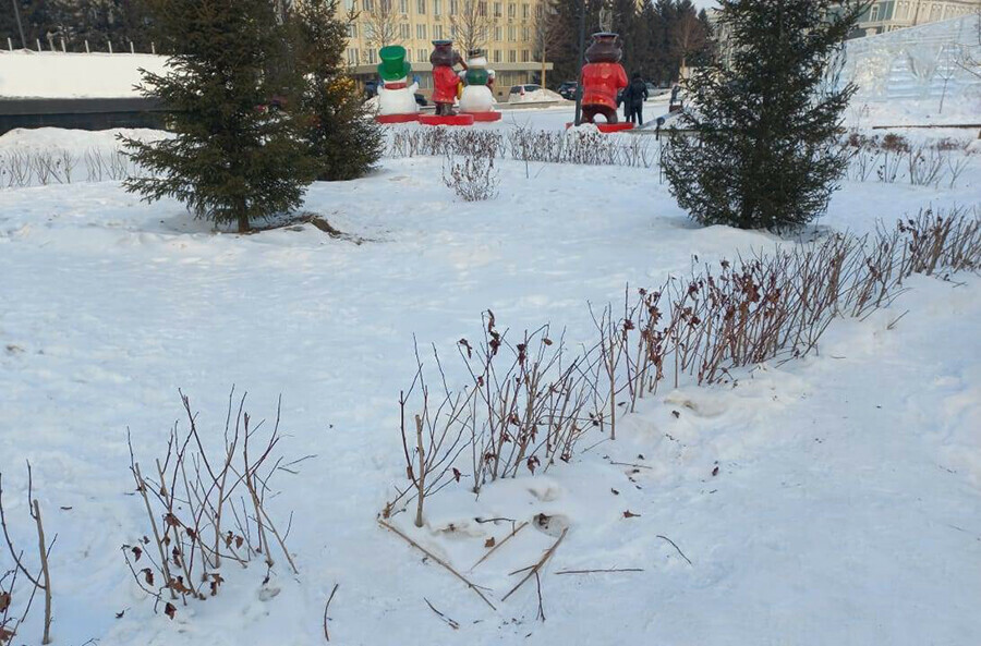 На центральной площади благовещенцы вытоптали живую изгородь 