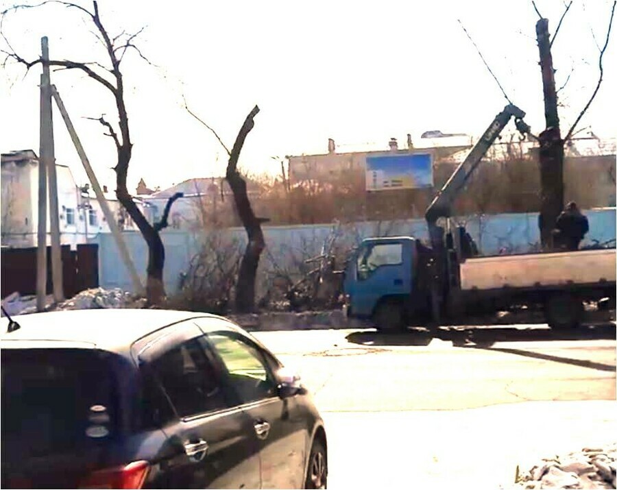 В Благовещенске возле площадки где может быть построен палеонтологический музей пилят деревья