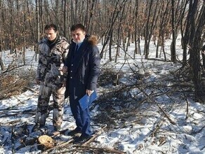 Черные лесорубы вырубили деревья под Благовещенском Возбуждено дело