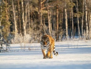 На севере Приамурья за посещение лесов начнут штрафовать Вступил в силу особый противопожарный режим