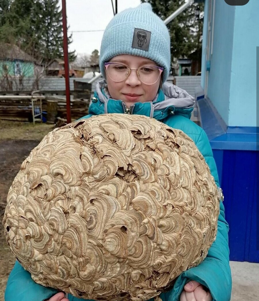 В Тамбовском районе обнаружено гнездо шершней невероятных размеров (фото) ▸  Amur.Life