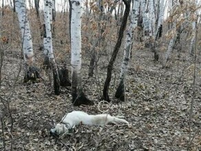 Благовещенец нашел задушенного пса на веревке фото 18