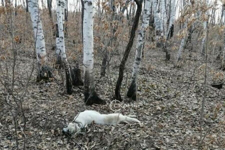 Благовещенец нашел задушенного пса на веревке фото 18