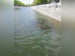 Один из водоемов парка Дружбы теперь делят семейство уток и ондатра фото видео