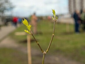 Новые липы и барбарисы появились на улицах Благовещенска