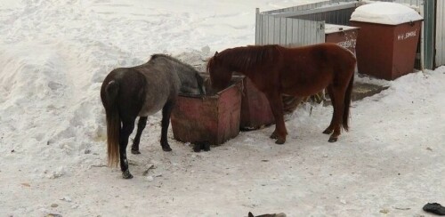 В Магдагачи лошади облюбовали мусорные баки (фото) ▸ Amur.Life