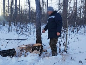 На севере Амурской области женщину раздавило деревом 