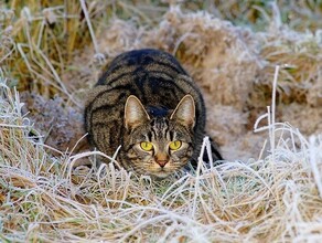 До минус 13 снег и мокрый снег прогноз погоды в Приамурье на 13 октября