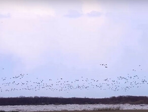 Необычно большие стаи перелётных птиц замечены на Амуре в Китае напротив Приамурья видео