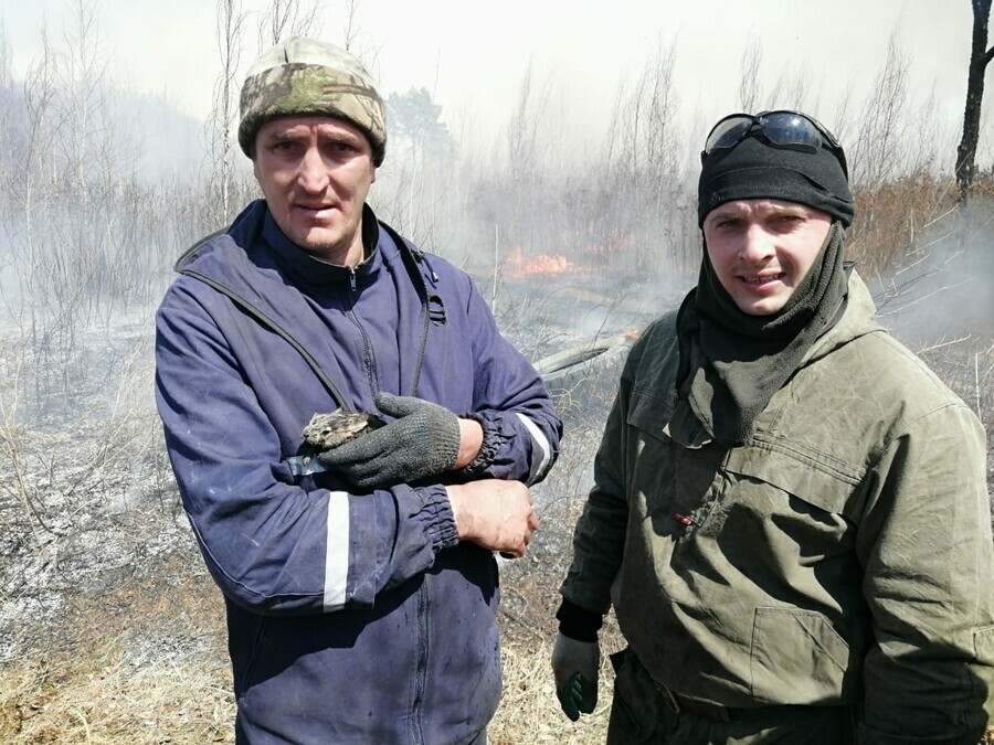 В Приамурье огнеборцы спасли загоревшегося во время природного пожара зайчонка