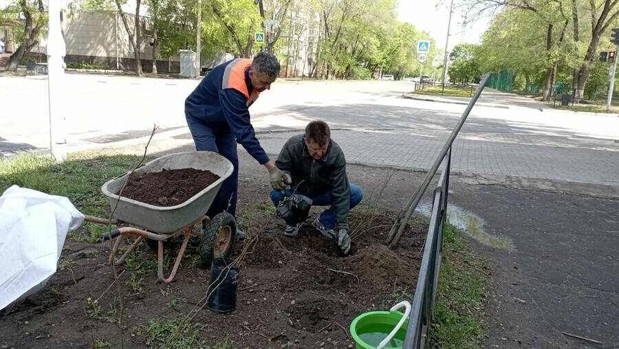 В Благовещенске вместо изуродованных обрезкой карагачей высадили розы