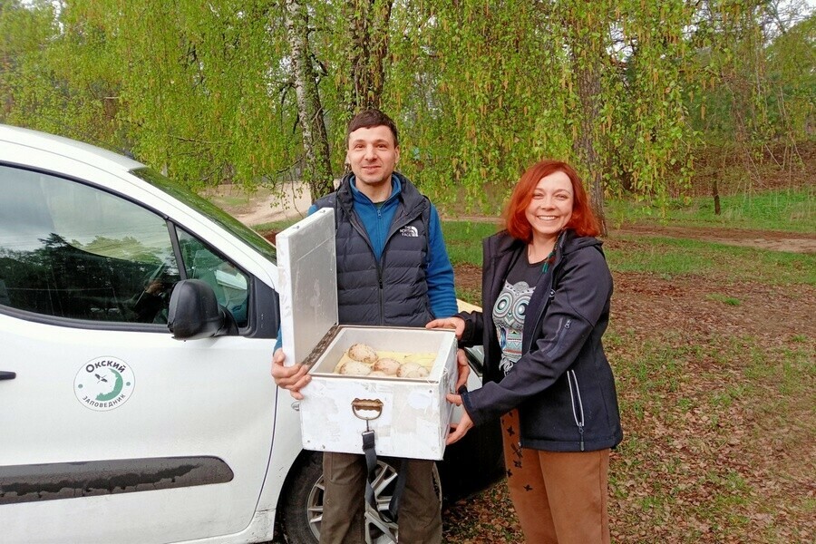 Яйца редкого вида птиц привезли в Приамурье Птенцы уже появились на свет фото 