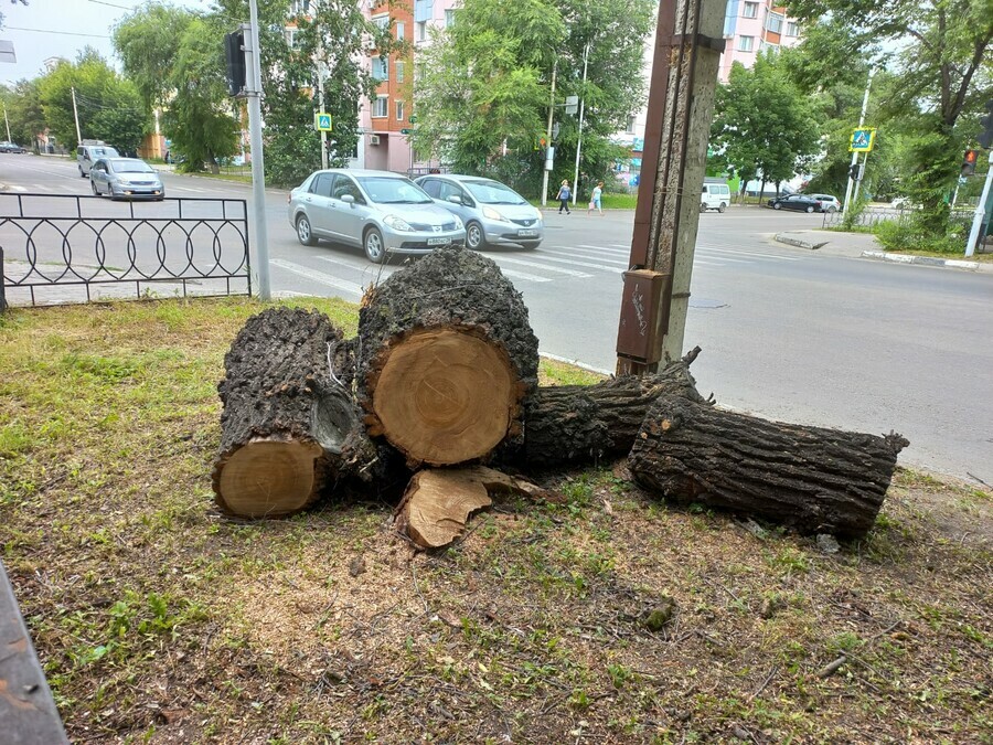 Снова распил Центр Благовещенска лишился еще одного здорового раскидистого дерева